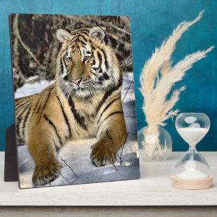 Tiger Lovers Wildlife Plaque