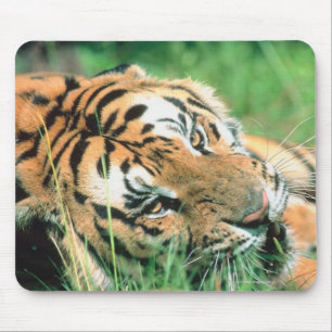 Tiger lying in grass mouse pad
