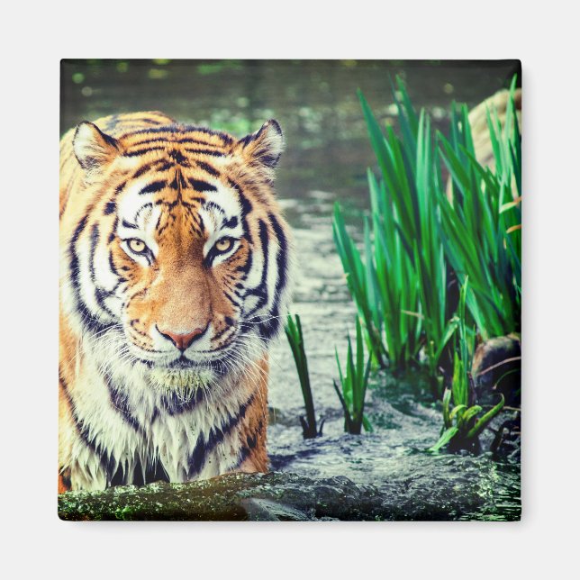 Tiger Magnet (Front)