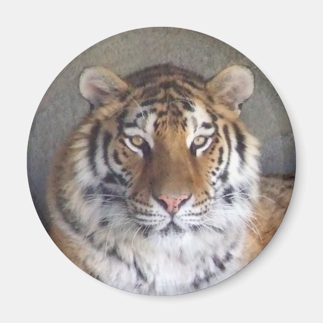 Tiger Magnet (Front)