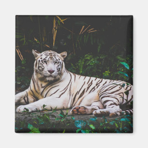 Tiger Magnet