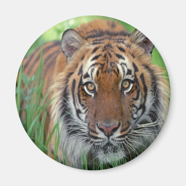 Tiger Magnet (Front)