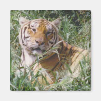 Tiger Magnet