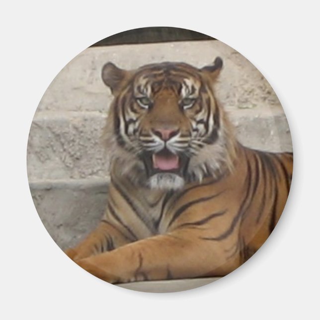 Tiger Magnet (Front)