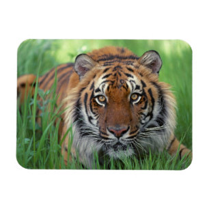 Tiger Magnet