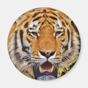 Tiger Magnet