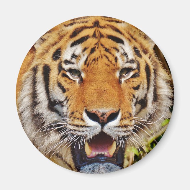 Tiger Magnet (Front)