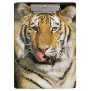 Tiger Michigan Zoo Clipboard