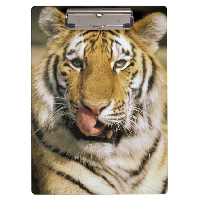 Tiger Michigan Zoo Clipboard (Front)
