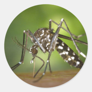 Tiger mosquito classic round sticker
