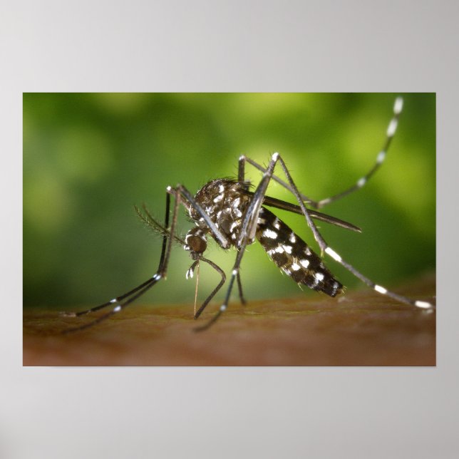 Tiger mosquito poster (Front)