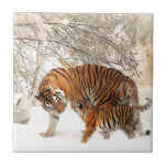 Tiger Mother and baby Tile<br><div class="desc">Tiger mother and baby</div>