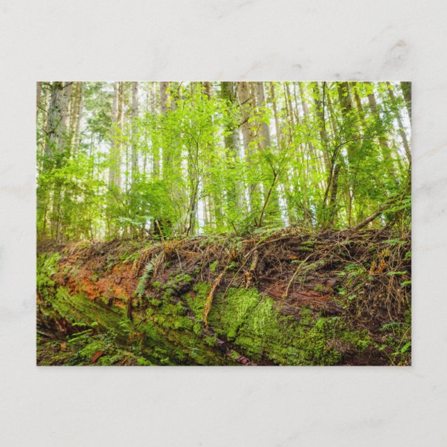 Tiger Mountain | Issaquah, Washington State Postcard (Front)