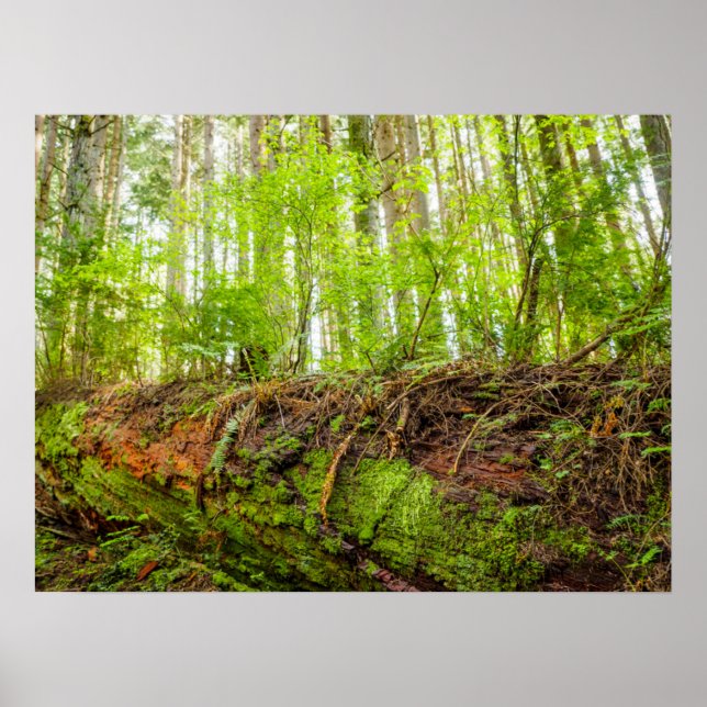 Tiger Mountain | Issaquah, Washington State Poster (Front)