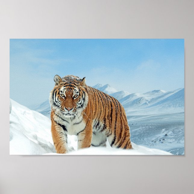 Tiger Mountains Winter Nature Photo Snow Print (Front)