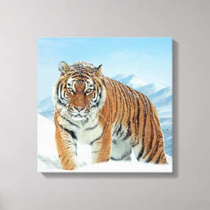 Tiger Mountains Winter Snow Nature Photo Canvas Print
