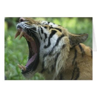 Tiger mouth