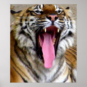 Tiger Mouth_ Poster
