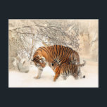 tiger mum and baby postcard<br><div class="desc">tiger mum and baby postcard for all occasions.  And don't forget you can customise your order.</div>