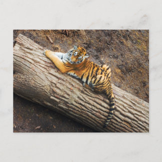Tiger on a Log Photo Postcard