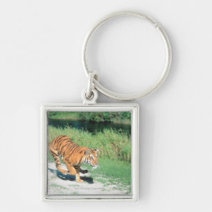 Tiger on path key ring