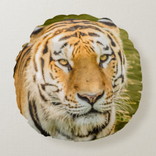 tiger on round pillow