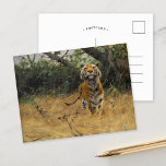 Tiger on The Watch | Wilhelm Kuhnert Postcard<br><div class="desc">Tiger on The Watch (1901) by Wilhelm Kuhnert is a captivating vintage fine art painting showcasing a tiger in a moment of poised alertness. The tiger is depicted with meticulous attention to detail, from its powerful musculature to the vivid stripes on its coat. Set in a lush, natural environment, the...</div>