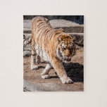 Tiger pacing jigsaw puzzle<br><div class="desc">Beautiful tiful photogrph perfect for a puzzle</div>