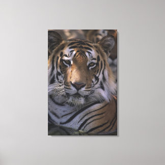 Tiger (Panthera tigris), close-up of head, Canvas Print