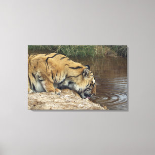 Tiger (Panthera tigris) lapping water up from a Canvas Print