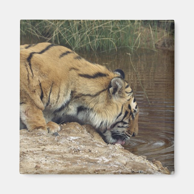 Tiger (Panthera tigris) lapping water up from a Magnet (Front)
