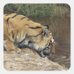 Tiger (Panthera tigris) lapping water up from a Square Sticker