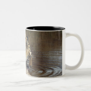Tiger (Panthera tigris) lapping water up from a Two-Tone Coffee Mug