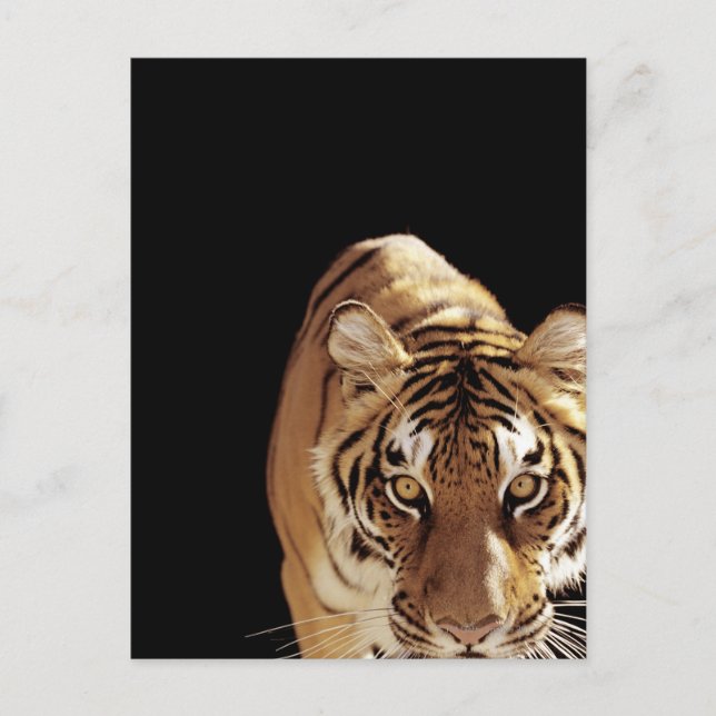 Tiger (Panthera tigris) Postcard (Front)