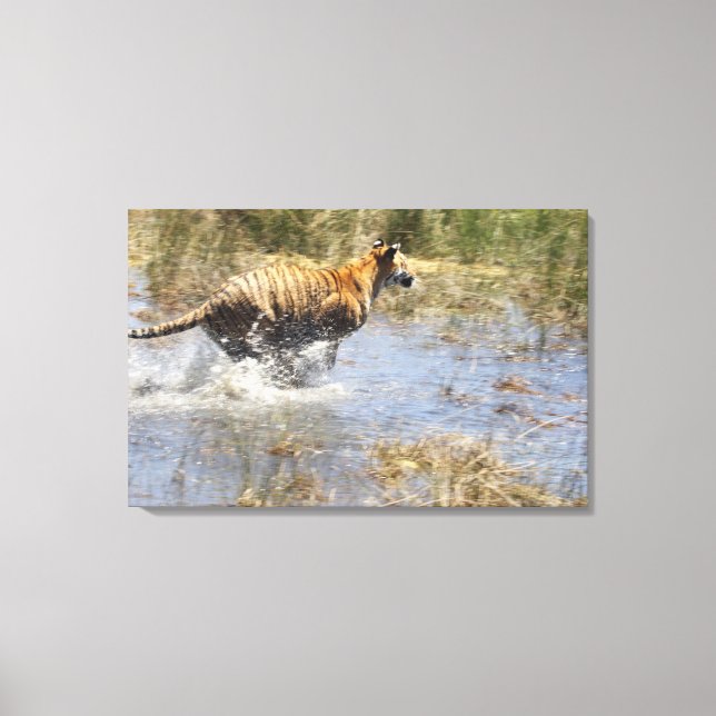 Tiger (Panthera tigris) running through water. Canvas Print (Front)