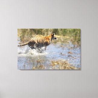 Tiger (Panthera tigris) running through water. Canvas Print