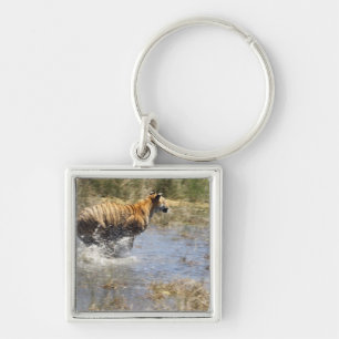 Tiger (Panthera tigris) running through water. Key Ring
