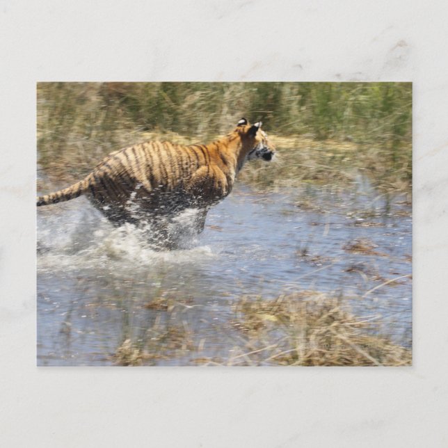 Tiger (Panthera tigris) running through water. Postcard (Front)