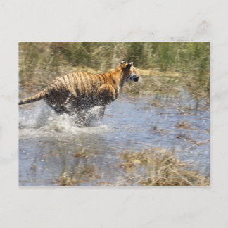 Tiger (Panthera tigris) running through water. Postcard