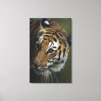 Tiger (Panthera tigris) standing, close-up of Canvas Print