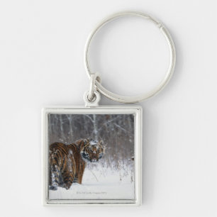 Tiger (Panthera tigris) standing in deep snow Key Ring