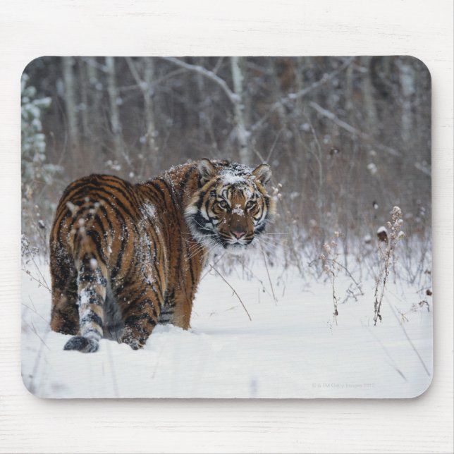 Tiger (Panthera tigris) standing in deep snow Mouse Pad (Front)