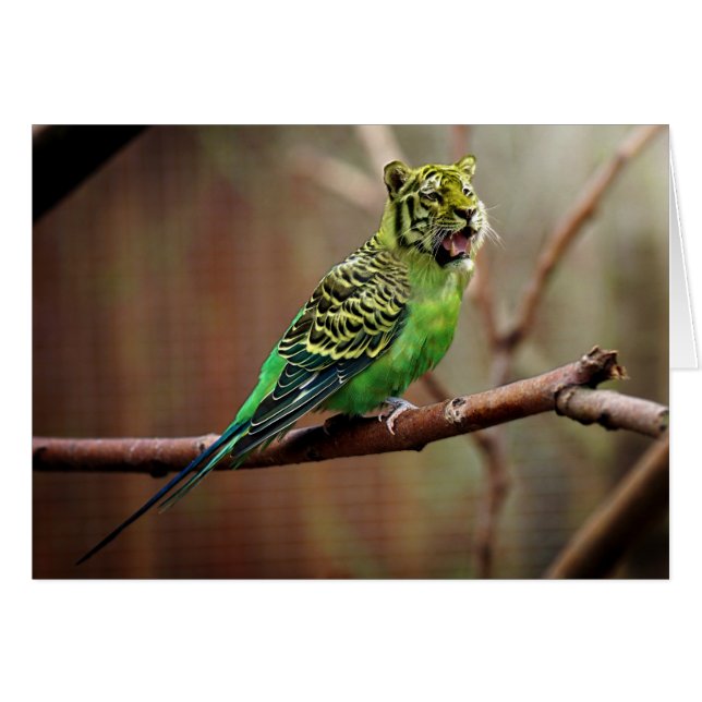 Tiger Parakeet (Front Horizontal)