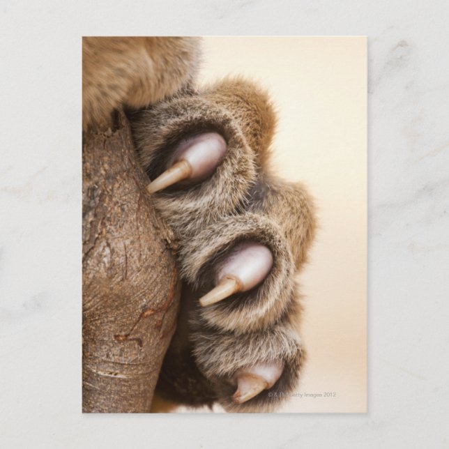 Tiger paw postcard (Front)