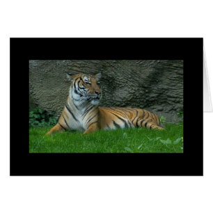 Tiger Paws