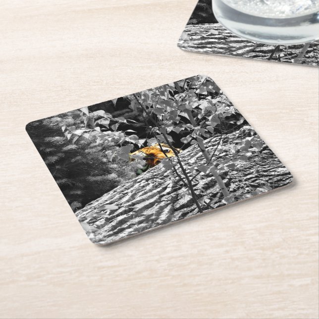 Tiger Peek-a-boo Coaster (Angled)