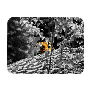 Tiger Peek-a-boo Flexible Magnet