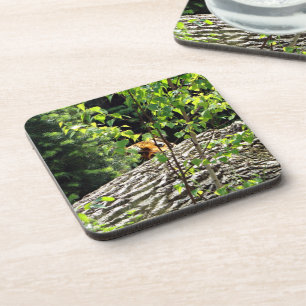 Tiger Peek-a-boo Hard Plastic Coaster