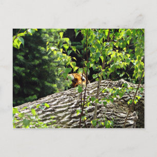 Tiger Peek-a-boo Postcard