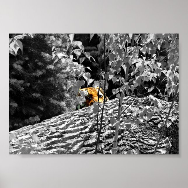 Tiger Peek-a-boo Poster 7x5 (Front)